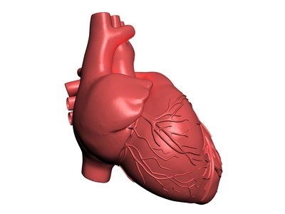 Model of human heart.