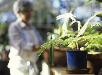 Houseplants