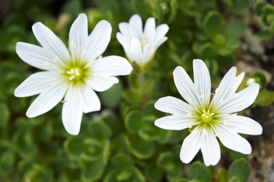chickweed flowers