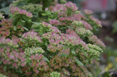 lambsquarter plant