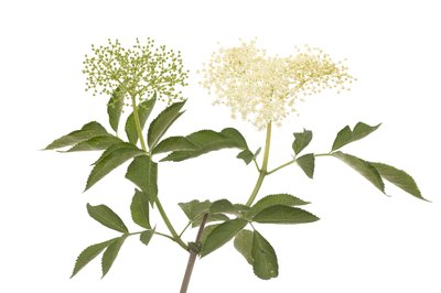 Don't eat raw elderberries.