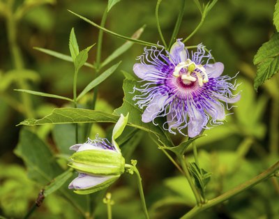 wild passion flower