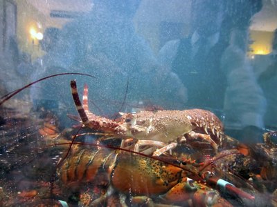 A tank displaying lobster.
