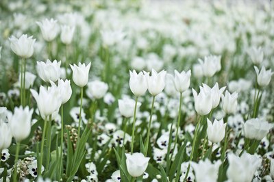 A field of blossoming white tulips.