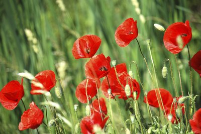 Poppies bloomes in the battlefields during World War I.