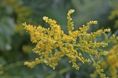 Pollen is a foreign invader to the body.