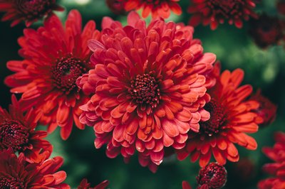 Chrysanthemums are now available in colors like red.