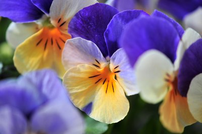 Viola tricolors, the traditional Victorian-era pansy, are also known as Johnny Jump-Ups.