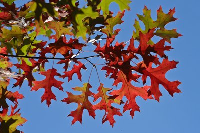 Close-up of the leaves of a red oak tree