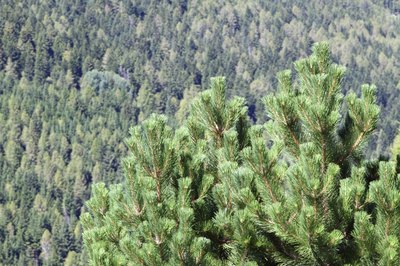 Mugo pine growing in forest.