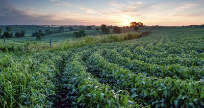 Raw soybeans cause many different symptoms.