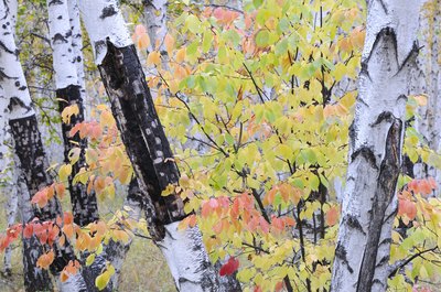 A close-up of the trunks of silver birch trees in early autumn.