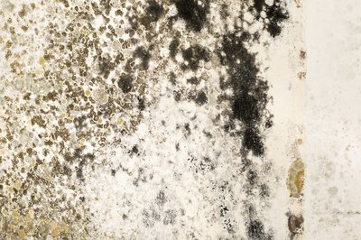 mold spores on plaster wall