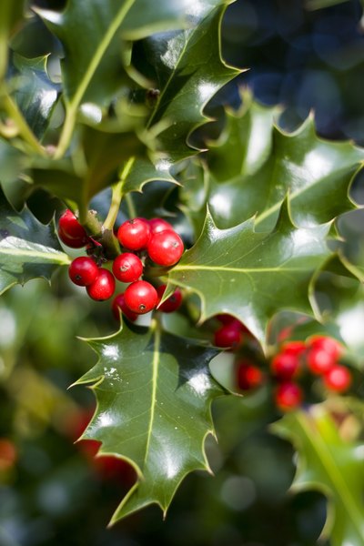 Holly has been used to decorate at Christmas for centuries.