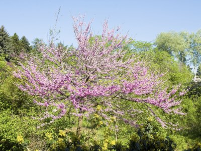 Eastern redbud tree in full bloom