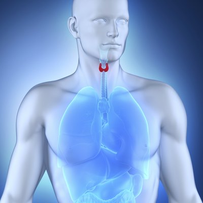 3D illustration of larynx.