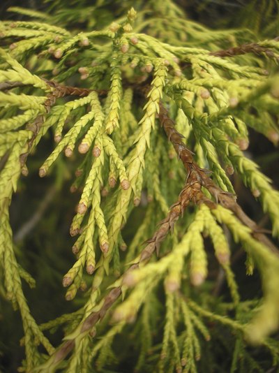 Evergreen tree branch