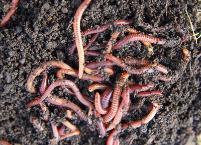 Pile of earthworms