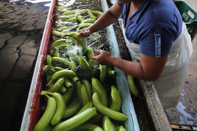 Bananas being washed at Santa Cruz plantation in Ciudad Hilgado, Chiapas, Mexico