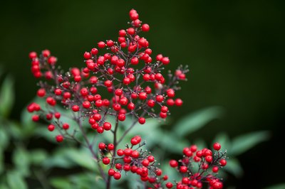 Nandina may be susceptibe to fungal disease.