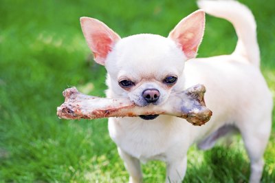 Dogs shouldn't be given bones from your dinner plate.