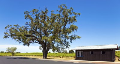 Wide shot of a California black oak tree