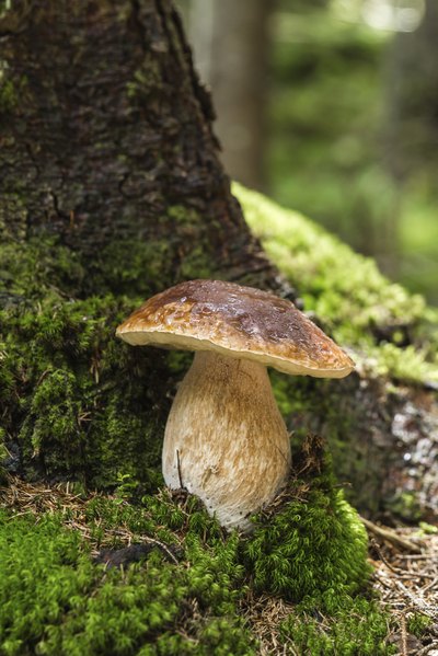 Wild porcini mushrooms can be found in many North American wooded areas.