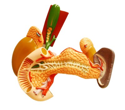 Model of the human spleen.