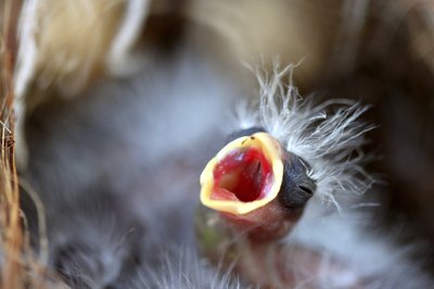 A close-up of a baby bird in the nest waiting for its mother to return.