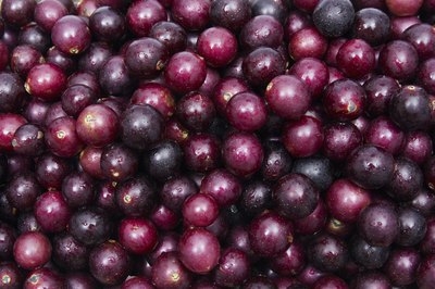 Close-up of muscadine grapes