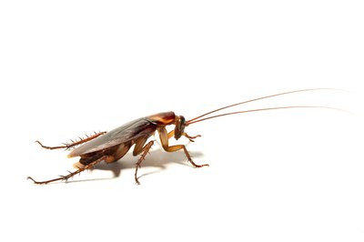 Cockroaches are pests.