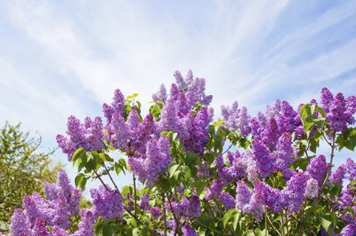 Purple lilac flowers.