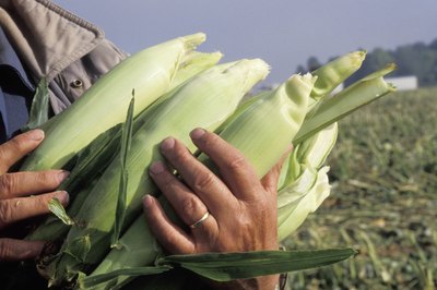 Zulu culture's distinct beer-making traditions include using the native mobola plum, sorghum and maize.