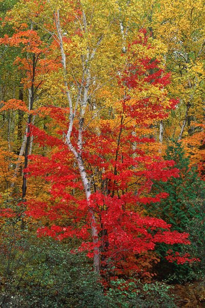 Maple trees