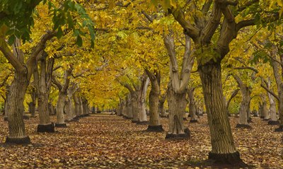 walnut orchard