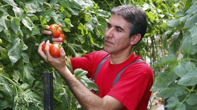 gardener with tomatoes