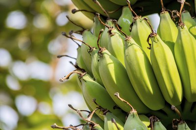 Green bananas grow on a tree.