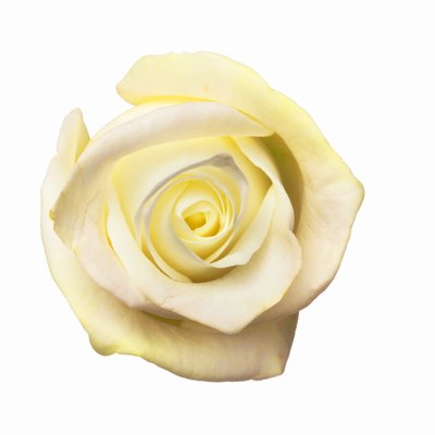 White rose