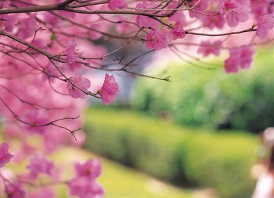 Weeping cherry trees, like cherry blossom trees, offer thick white flowers each spring.
