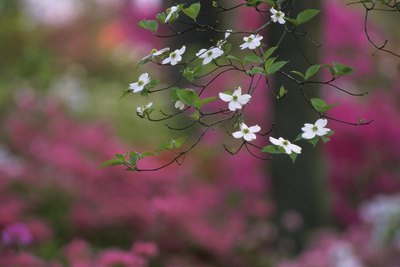 A close-up of white dogwood blossoms with a pink variety flowering in the distance.