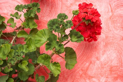Flowers That Are Natural Indicators