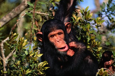 chimpanzee hanging from tree