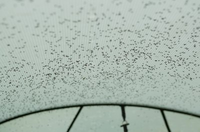 sand fly swarm