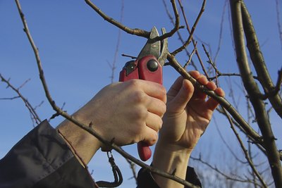 A man cuts a tree with hand pruners