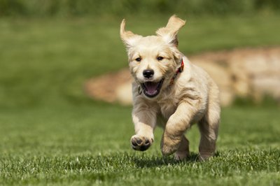 Puppies can experience acne which can be treated with prescription shampoo and oral antibiotics.