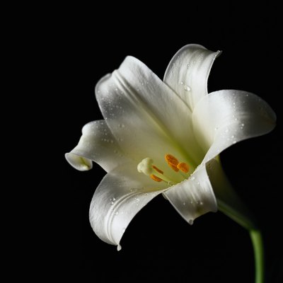White lily