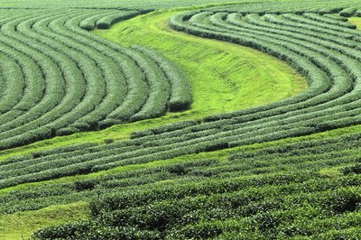 Crops are biological assets.