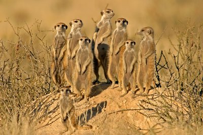 Meercat family in Kalahari Desert, Botswana