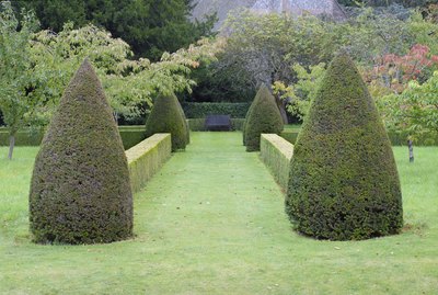 Hedges and evergreens leading to a backyard garden.