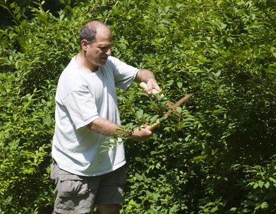A man trims a large shrub with shears.